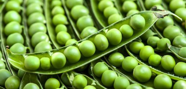 Best Tips for Quality Small Green peas Production