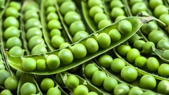 Frozen Green Peas Production Centers at a Reasonable Price 