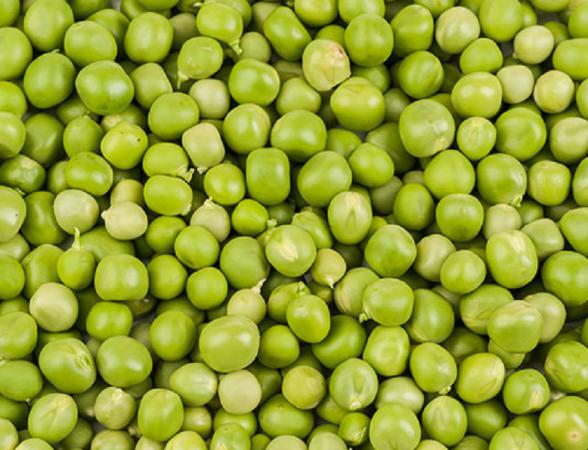 Small Green peas Production