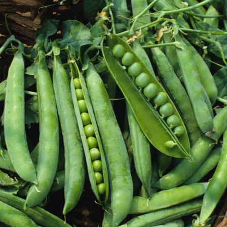 best organic green peas supplier