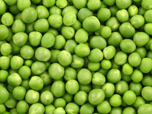 Direct Sale of Green Pea in High Quality at Low Prices